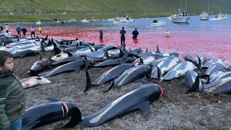 Ratusan lumba-lumba yang dibunuh oleh para pemburu dalam tradisi Grindadrap di Kepulauan Faroe. (Foto: Sea Shepherd)