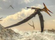 Ilmuwan Temukan Fosil Pterosaurus di Gurun Atacama, Cile