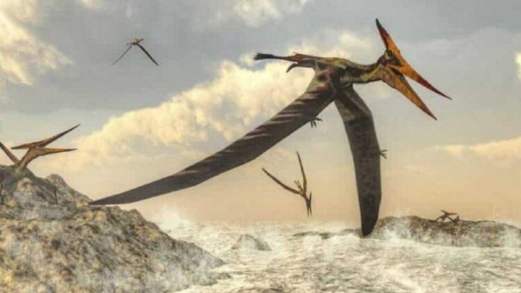 Ilmuwan Temukan Fosil Pterosaurus di Gurun Atacama, Cile 1 Fosil pterosaurus ditemukan di Gurun Atacama. (net)