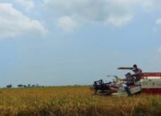 Ada Ancaman Kemarau tanpa Perkiraan, Mentan Minta Tingkatkan Ketahanan Pangan di Indonesia