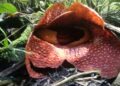 Berdiameter 70,1 Senti dan Berkelamin Jantan, Rafflesia Tuan-Mudae Ditemukan di Cagar Alam Maninjau Agam