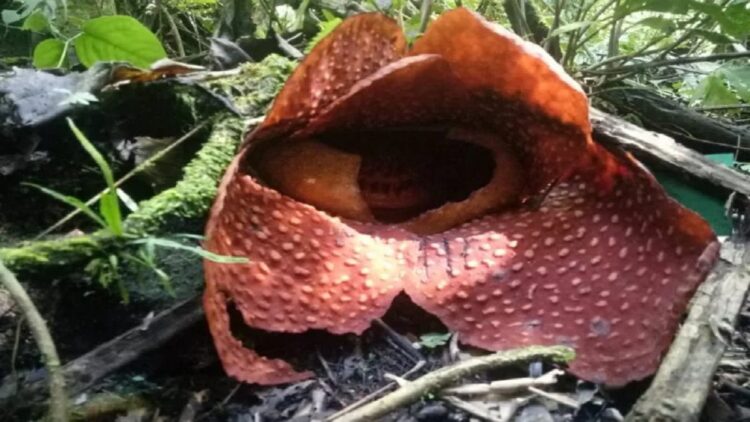 Bunga rafflesia tuan-mudae sedang mekar sempurna di kawasan hutan Cagar Alam Maninjau, Kabupaten Agam. (Dok Resor KSDA Agam)