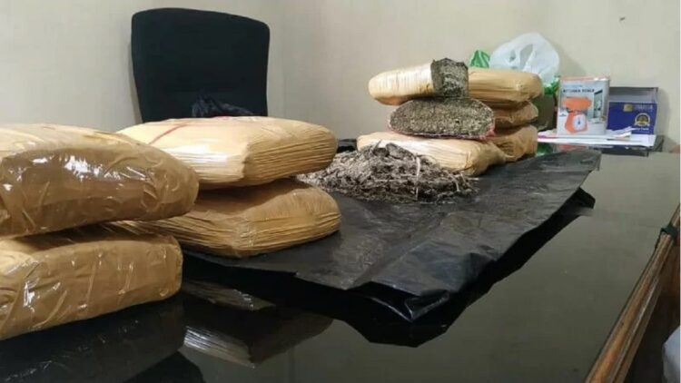 Ringkus Tiga Pengedar, Polres Bukittinggi Dapat 9,5 Kg Ganja dari Madina, Sumut 1 Barang bukti ganja yang berhasil diamankan Polisi di Bukittinggi. (Antara/Alfatah)