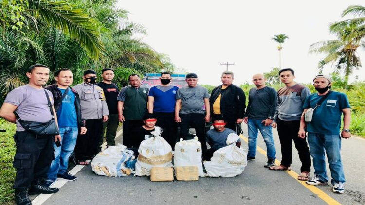 BNNP Sumbar Gagalkan Peredaran 50 Kg Ganja Kering Siap Edar, Dua Pelaku Ditangkap di Pasbar 1 Jajaran BNNP Sumbar usai menangkap dua pelaku kepemilikan 50 kg ganja kering siap edar di Pasaman Barat. (Humas BNNP Sumbar)