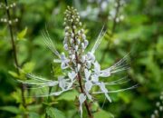 Sebagai Bahan Dasar Pembuatan Obat Herbal, Kumis Kucing Punya Banyak Manfaat Kesehatan