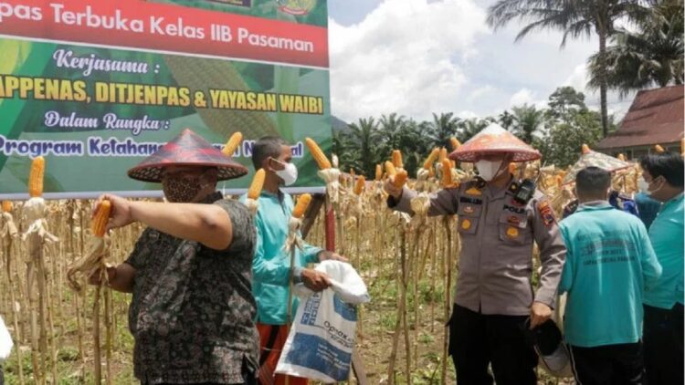 Di Lahan Seluas 12 Hektare, Napi Lapas Terbuka Pasaman Lakukan Panen Jagung Kedua 1 Lapas Terbuka Kelas II B Pasaman di Padang Tujuh Kabupaten Pasaman Barat saat melakukan panen raya jagung dalam mendukung ketahanan pangan nasional. (ANTARA/Altas Maulana)