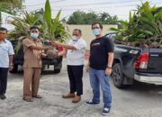Ini Kata Disbun Dharmasraya Usai Menerima Bantuan Seribu Bibit Kelapa Dalam dari PT Semen Padang