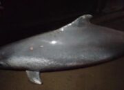 Diduga Terkena Sisa Banjir, Seekor Lumba-lumba Mati di Pantai Pasie Jambak