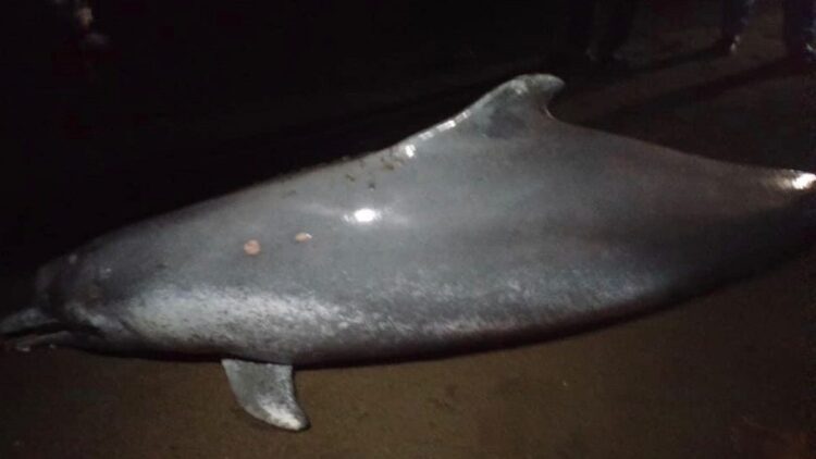 Seekor lumba-lumba mati terdampar di Pantai Pasie Jambak, Kota Padang.