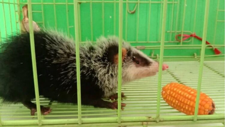 Warga Agam Temukan Tikus Langka, KSDA bakal Lepasliarkan ke Alam 1 Tikus bulan. (Antarasumbar/Dok KSDA Agam)