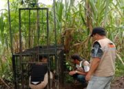 Beruang Madu Masuk Permukiman Warga di Agam, KSDA Pasang Kandang Jebak