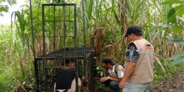 Beruang Madu Masuk Permukiman Warga di Agam, KSDA Pasang Kandang Jebak