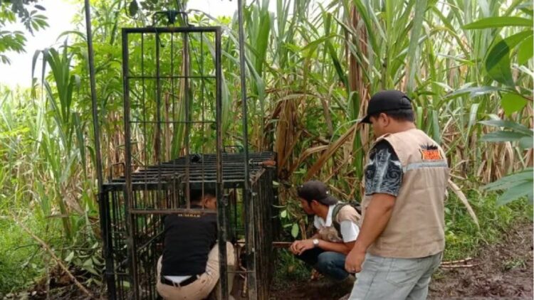 Tim Pagari Baringin sedang memantau kandang jebak, Rabu (3/11). (Antarasumbar/Yusrizal)