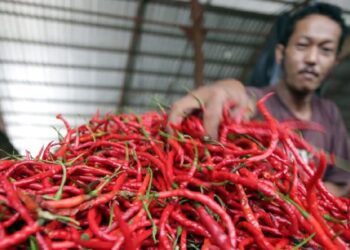 Ilustrasi cabai merah yang jadi penyebab inflasi. (net)