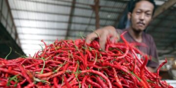 Ilustrasi cabai merah yang jadi penyebab inflasi. (net)