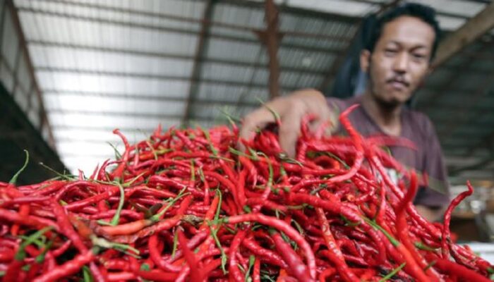 Harga Cabai Meroket, 700 Kg Cabai Merah dari Magelang Disalurkan ke Pasar Sumbar