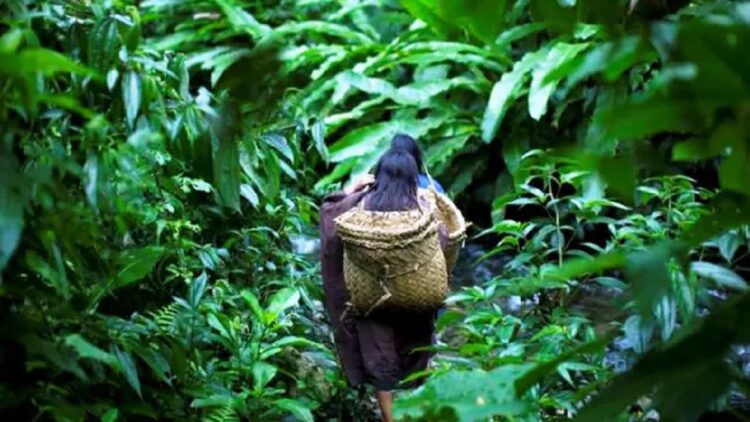 100 Lebih Negara Investasikan Rp270,8 Triliun untuk Pulihkan Kondisi Hutan 1 Ilustrasi hutan lebat (AP Photo/Rodrigo Abd)