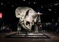 Dijual di Pasar Lelang, Kerangka Triceratops Big John Dibeli Kolektor AS Rp109 M