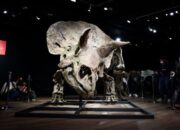 Dijual di Pasar Lelang, Kerangka Triceratops Big John Dibeli Kolektor AS Rp109 M