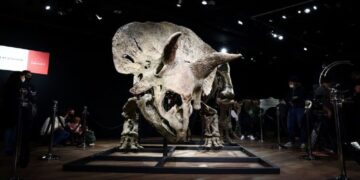 Dijual di Pasar Lelang, Kerangka Triceratops Big John Dibeli Kolektor AS Rp109 M