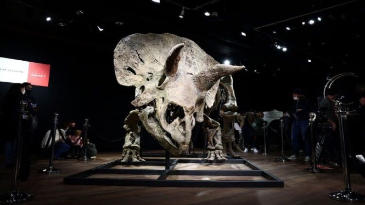 Sisa fosil triceratops terbesar, Big John, dilelang di Paris, Perancis. Dinosaurus ini diketahui pernah hidup pada 66 juta tahun yang lalu.(REUTERS/Sarah Meyssonnier)