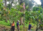 Warga Temukan Bunga Bangkai Setinggi Empat Meter di Agam, bakal Dijadikan Destinasi Wisata