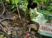 Usai Observasi, Dua Ekor Trenggiling Dilepasliarkan ke Hutan Konservasi di Pasaman