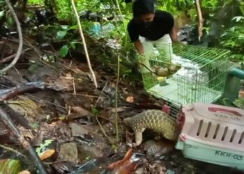 Usai Observasi, Dua Ekor Trenggiling Dilepasliarkan ke Hutan Konservasi di Pasaman