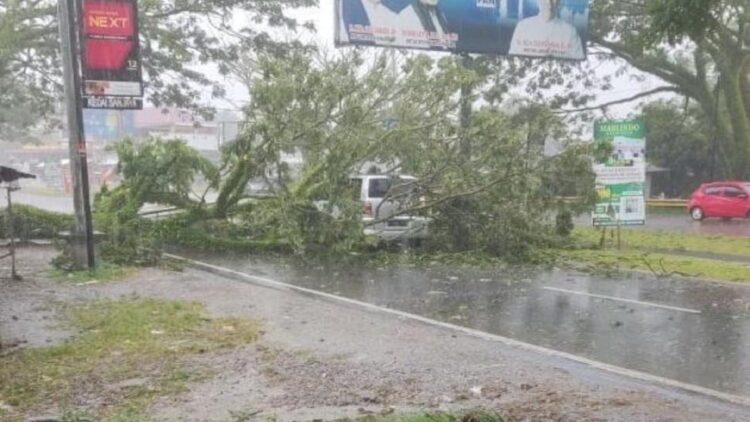 Pohon tumbang timpa mobil di batas kota Padang. (IST)