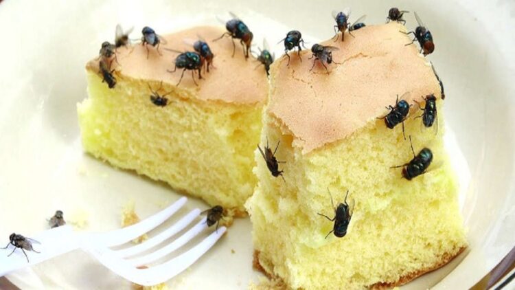 Ilustrasi makanan dihinggapi lalat. (net)