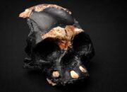 Ilmuwan Temukan Fosil Manusia Purba Berusia 240 Ribu Tahun di Afrika Selatan