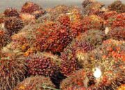 Alami Tren Positif, Harga TBS Sawit di Solok Selatan Kini Rp3.178 per Kilogram