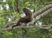 Jual Satwa Dilindungi, Warga Padang Pariaman Diciduk Tim BKSDA