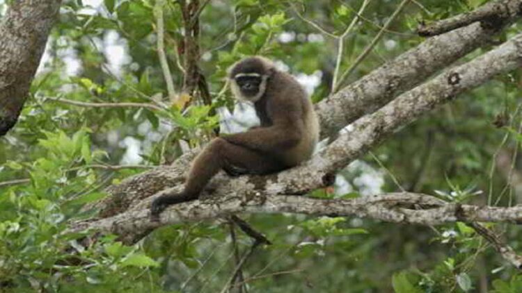 Jual Satwa Dilindungi, Warga Padang Pariaman Diciduk Tim BKSDA 1 ilustrasi owa ungko