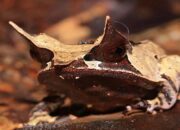 Peneliti Temukan 2 Spesies Baru Katak Tanduk di Sumatera, Ini Namanya