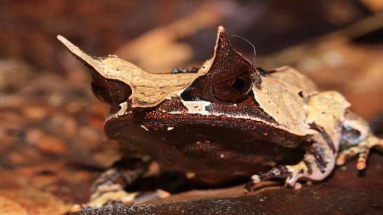 Ilustrasi katak tanduk. (net)