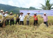 Intake Dinormalisasi PT Semen Padang, Petani Baringin Bersuka Cita pada Panen Perdana