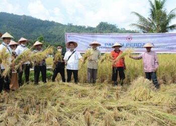 Intake Dinormalisasi PT Semen Padang, Petani Baringin Bersuka Cita pada Panen Perdana 8 Intake Dinormalisasi PT Semen Padang, Petani Baringin Bersuka Cita pada Panen Perdana