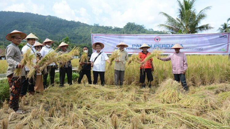 Panen perdana di Kelurahan Baringin dan Kelurahan Tarantang, Kecamatan Lubuk Kilangan, Kota Padang, Senin (29/11/2021). Pada 2016 lalu PT Semen Padang melakukan normalisasi intake di kawasan tersebut, sehingga bisa mengairi lahan masyarakat.