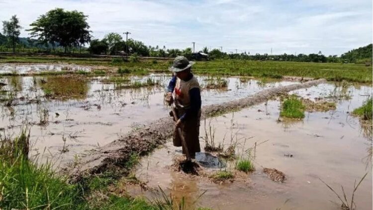 Petani Keluhkan Pupuk Subsidi Langka dan Mahal di Pessel, sudah Terjadi Dua Bulan Terakhir 1 Mardi, (68) salah seorang petani di Nagari Salido Kecamatan IV Jurai Kabupaten Pesisir Selatan saat mengolah sawahnya, Rabu 10 November 2021. (ANTARA/Teddy Setiawan)