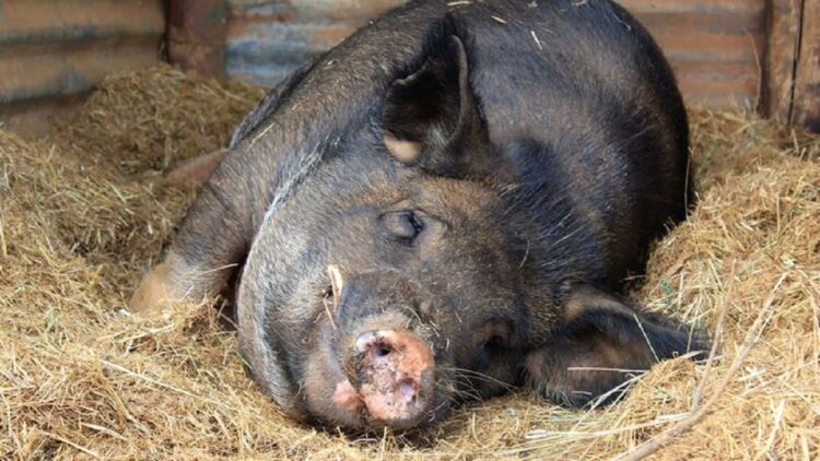 Antisipasi Penularan ASF, Kapolres Agam Ingatkan Warga tidak Dekati Bangkai Babi yang Mati Mendadak 1 Ilustrasi babi terkena virus flu babi Afrika. (net)