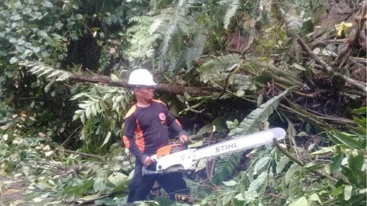 Satgas BPBD Kabupaten Agam sedang membersihkan material pohon, Kamis (16/12). (Antarasumbar/HO-BPBD Agam)