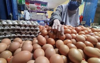 Ilustrasi telur ayam. (net)