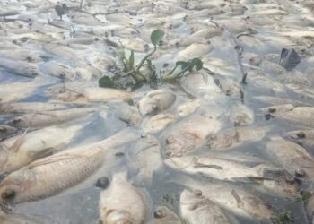 Bertambah 85 Ton, Ikan Mati di Danau Maninjau Hampir 1.000 Ton