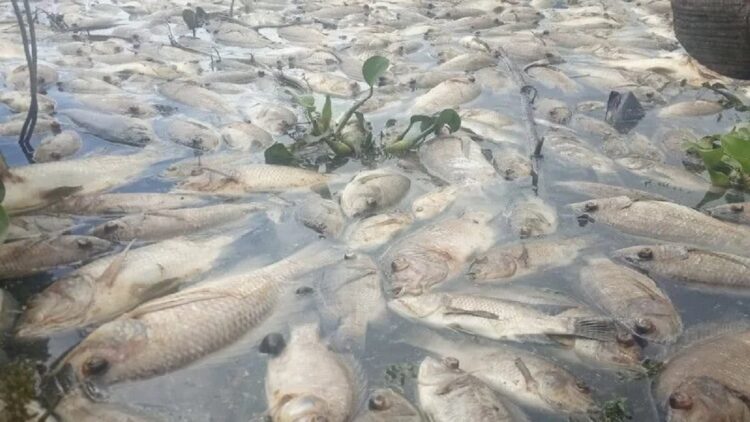 Ikan mati di Danau Maninjau. (Antarasumbar/Yusrizal)
