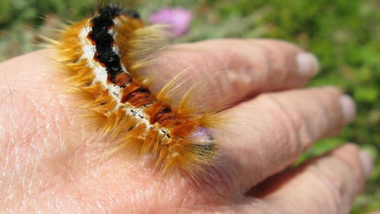 Ilustrasi ulat bulu. (net)