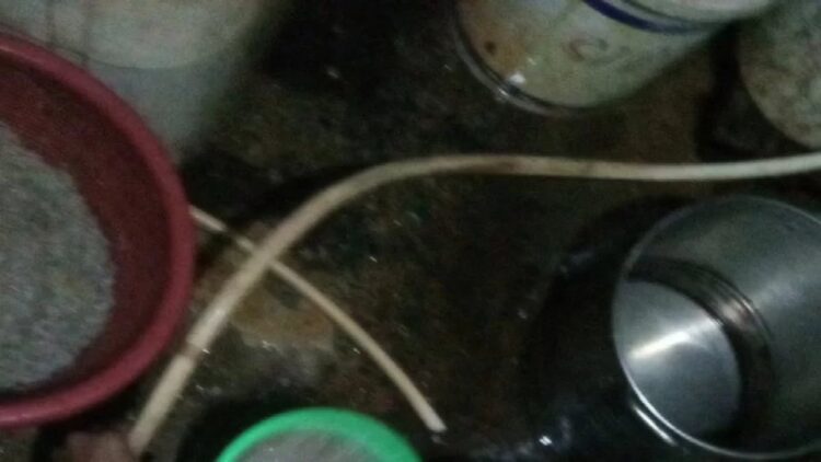 Nelayan di Danau Maninjau sedang membersihkan ikan rinuak. (Antarasumbar/Yusrizal)