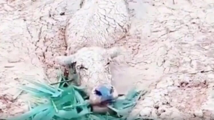 Kerbau selamat dari terjangan lahar erupsi Gunung Semeru. (Sumber : Instagram/fakta.indo)