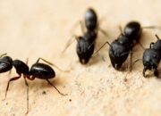 Hidup Berkoloni, Begini Cara Semut Hidup Berkawan