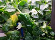 Empat Bulan usai Ditanam, Astronaut NASA Panen Cabai Paprika di Luar Angkasa